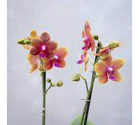 Primrose Phalaenopsis Bolgheri Scented Moth Orchid 12Cm Pot 50Cm Tall Indoor Orchids