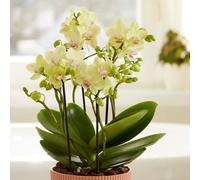 Primrose Phalaenopsis Boquetto Sensation Moth Orchid 12Cm Pot 35Cm Tall Indoor Orchids