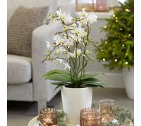 Primrose Phalaenopsis White Willd Orchid Moth Orchid 12Cm Pot 35Cm Tall Indoor Orchids