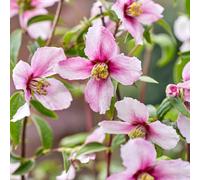 Primrose Philadelphus Petite Perfume Pink Mock Orange 2 Litre Pot Shrub Plant