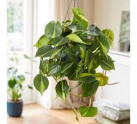 Primrose Philodendron Scandens Brasil Sweetheart Plant HeartLeaf Indoor Plant 18cm Hanging Pot in Green Primrose Green