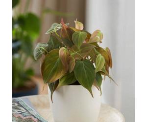 Primrose Philodendron Scandens Micans Sweetheart Plant Or Heart-Leaf 12Cm Pot 10Cm Tall Foliage House Plants