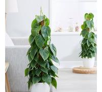Primrose Philodendron Scandens Sweetheart Plant Heart-Leaf 12cm Pot 15cm Tall in Green Primrose Green