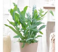 Primrose Phlebodium Aureum Blue Star Golden Polypody 13Cm Pot 30Cm Tall Foliage House Plants