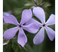 Primrose Phlox Di Icata Clouds Of Perfume Perennial Phlox 9Cm Pot Perennial Plant