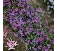 Primrose Phlox Douglasii Crackerjack Creeping Phlox 9Cm Pot Alpine Perennial Plant