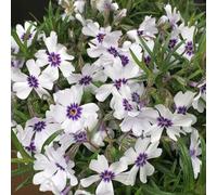 Primrose Phlox Subulata Ba Ia Creeping Phlox 9Cm Pot Alpine Perennial Plant