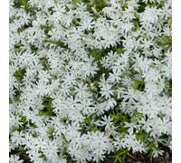 Primrose Phlox Subulata Snowflake 9Cm Pot Alpine Perennial Plant