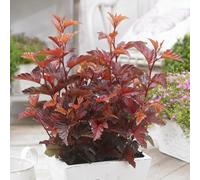 Primrose Physocarpus Opulifolius Little Angel Ninebark 2 Litre Pot 25Cm Tall Shrub Plant
