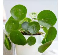 Primrose Pilea Peperomioides Chinese Money Missionary Plant 10.5cm Pot 15cm in Green Primrose Green