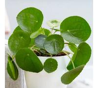 Primrose Pilea Peperomioides Chinese Money Plant Or Missionary Plant 10.5Cm Pot 15Cm Tall Foliage House Plants