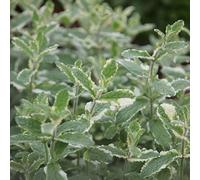 Primrose Pineapple Mint Herb Plant Mentha Suaveolens Variegata 9Cm Pot