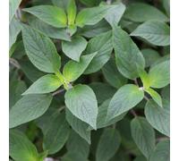 Salvia Elegans Pineapple Sage Herb Garden Plant 9cm Pot - Green / 1