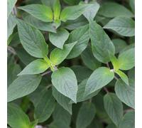 Primrose Pineapple Sage Herb Plant Salvia Elegans 9cm Pot in Green | Size: 3 Pack Primrose Green 3 Pack