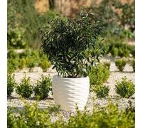 Primrose Plant Pot Round Bilbao Flower Pot Plastic Planter Ivory 34cm Primrose Ivory