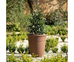 Primrose Plant Pot Tall Flower Pot Round Plastic Planter in Rust Medium 49cm (19.3in)