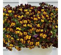 Primrose Plant Theory 3 Pansy Cool Wave Fire Viola X Wittrockiana Autumn Bedding 9Cm