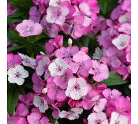 Primrose Plant Theory 3 X Dianthus Sweet William Dart Raspberry Autumn Bedding 9Cm