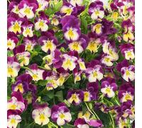 Primrose Plant Theory 3 X Pansy Cool Wave Raspberry Swirl Purple Autumn Bedding 9Cm
