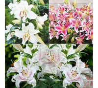 Primrose Plant Theory 3 X Summer Flowering Multicoloured Oriental Lily Bulb Collection