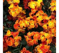 Primrose Plant Theory 3 X Wallflower Sugar Rush Orange Autumn Bedding 9Cm Pot