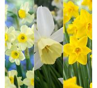 Primrose Plant Theory 30 X Autumn Planting Perfumed Daffodil Variety Bulb Collection
