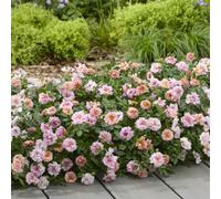 Primrose Plant Theory Amirose Rose Bush Peach Compact Pink Double Flowering 2L Pot