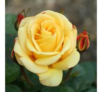 Primrose Plant Theory Climbing Arthur Bell Rose Bush Yellow Semi Scented Flowers 4L Pot