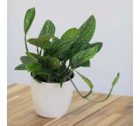 Primrose Plant Theory Devils Ivy Scindapsus Marble Planet Houseplant 12Cm Pot