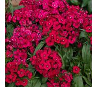 Primrose Plant Theory Dianthus Sweet William Dart Pink Magician Autumn Bedding 9Cm