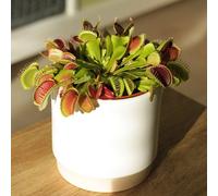 Primrose Plant Theory Dionaea muscipula Venus Flytrap 8.5cm Pot in Green Primrose Green
