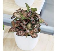 Primrose Plant Theory Fittonia Bottle Garden Terrarium Snakeskin Houseplant 6Cm Pot