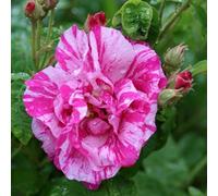 Primrose Plant Theory Gallica Versicolor Rose Bush Highly Fragrant Plant 4L Pot