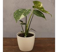 Primrose Plant Theory Monstera Thai Constellation Variegated Swiss Cheese 12Cm Pot