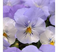 Primrose Plant Theory Pansy Cool Wave Frost Viola X Wittrockiana Autumn Bedding 9Cm