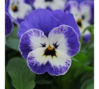 Primrose Plant Theory Pansy Sorbet Xp Delft Blue Autumn Bedding 9Cm Pot