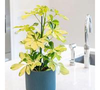 Primrose Plant Theory Schefflera Arboricola Melanie Indoor Umbrella Tree 8.5Cm Pot