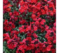 Primrose Plant Theory Wallflower Sugar Rush Red Autumn Bedding Plant 9Cm Pot