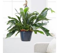 Primrose Platycerium Bifurcatum Common Staghorn Fern 17Cm Pot Hanging Pot Foliage House Plants