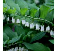Primrose Polygonatum X Hybridum Common Solomons Seal 9Cm Pot Perennial Plant