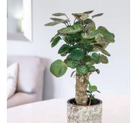 Primrose Polyscias Fabian Aralia 45cm Indoor Houseplant Low Light 12cm Pot in Green Primrose Green