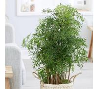 Primrose Polyscias Fruticosa Ming Ming Tree 21Cm Pot 80Cm Wide House Plant