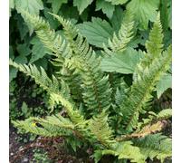 Primrose Polystichum Aculeatum Hard Shield Fern 9Cm Pot