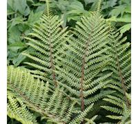 Primrose Polystichum Polyblepharum Japanese Lace Fern 9Cm Pot