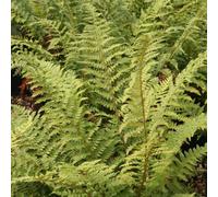 Primrose Polystichum Setiferum Soft Shield Fern 9Cm Pot