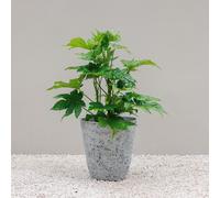 Primrose Polystone Round Garden Planter Flower Pot In Grey H52cm Primrose Grey