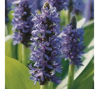 Primrose Pontederia Cordata Pickerel Weed 9Cm Pot Pond Plant