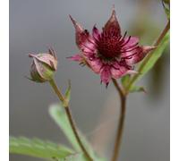 Primrose Potentilla Palustris Marsh Cinquefoil / Bog Strawberry 1 Litre Aquatic Pot Pond Plant