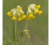 Primrose Primula Veris Cowslip 9Cm Pot Perennial Wildflower Plant