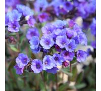 Primrose Pulmonaria Blue Ensign Lungwort 9Cm Pot Perennial Plant